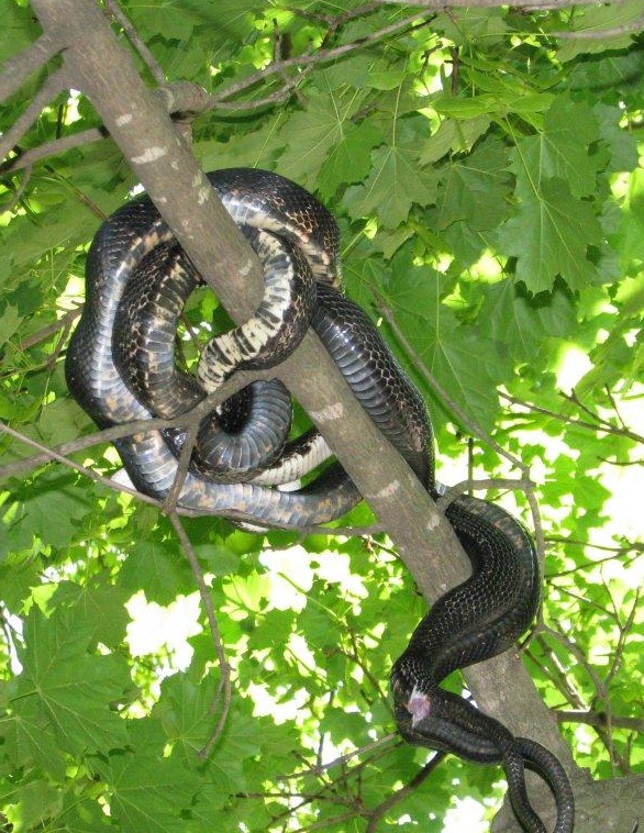 Springfield Plateau Mating Black Snakes