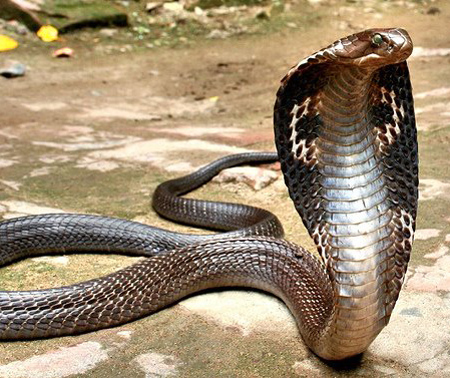 foto ular cobra - gambar hewan