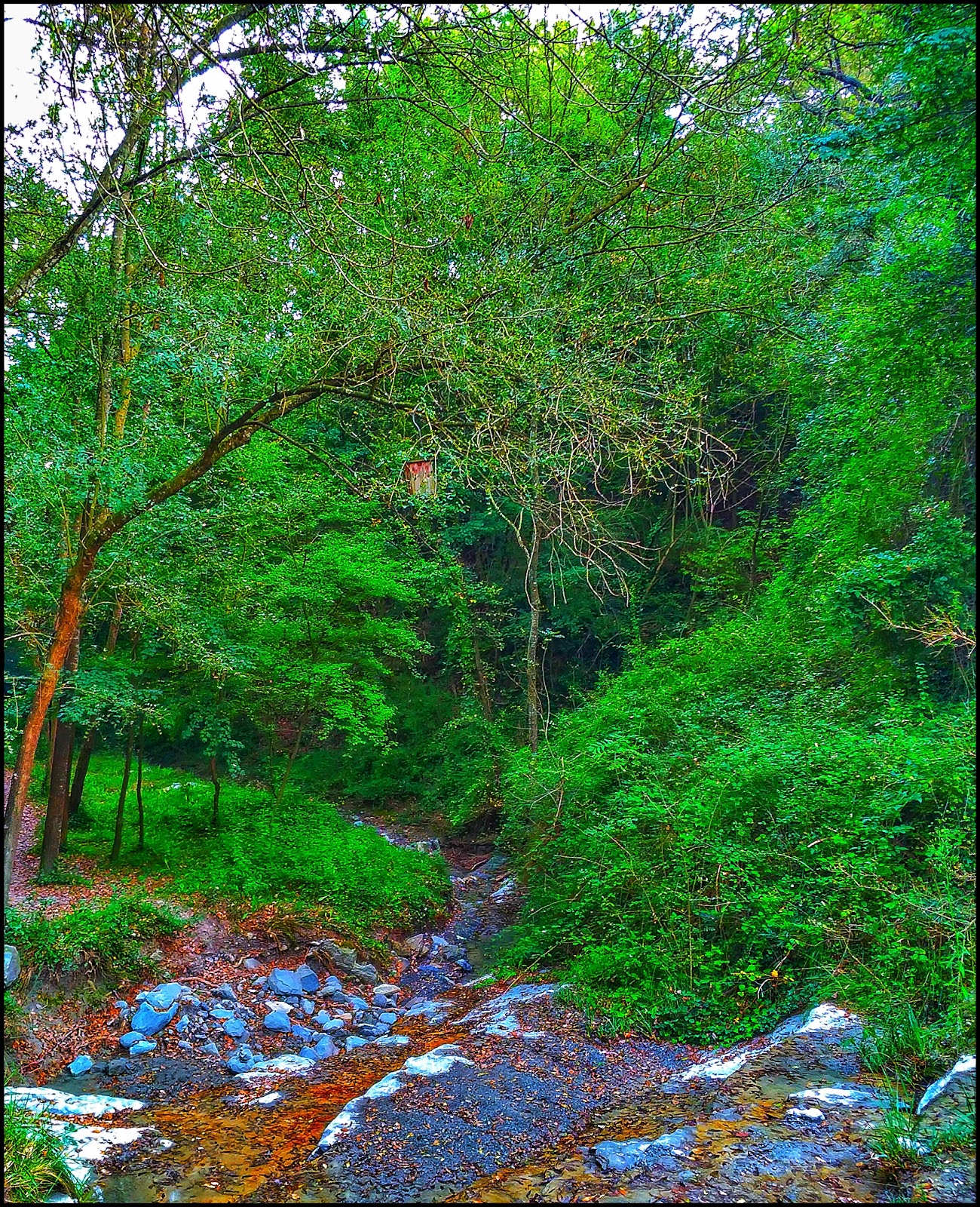 EL DIVINO PACIENTE Gurb, el bosque encantado.