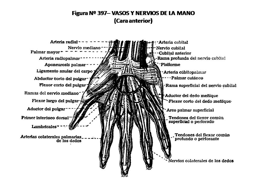 Atlas De AnatomÍa Humana 397 Vasos Y Nervios De La Mano Cara Anterior