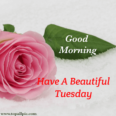 good morning tuesday images good morning tuesday images