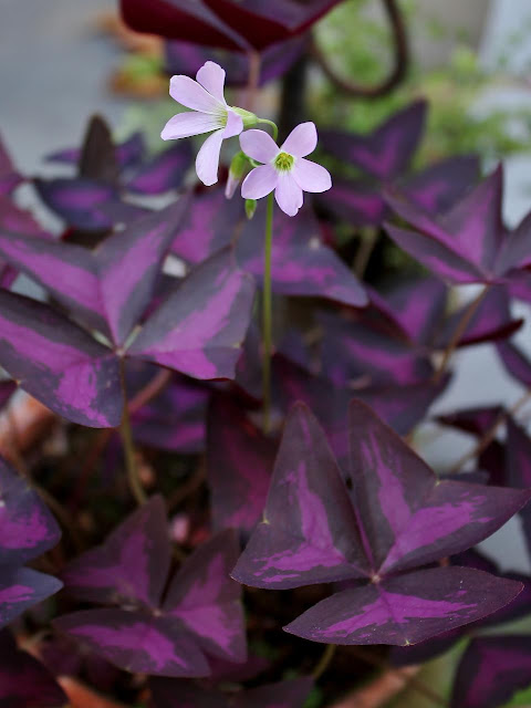 Oxalis triangularis, planta ornamental