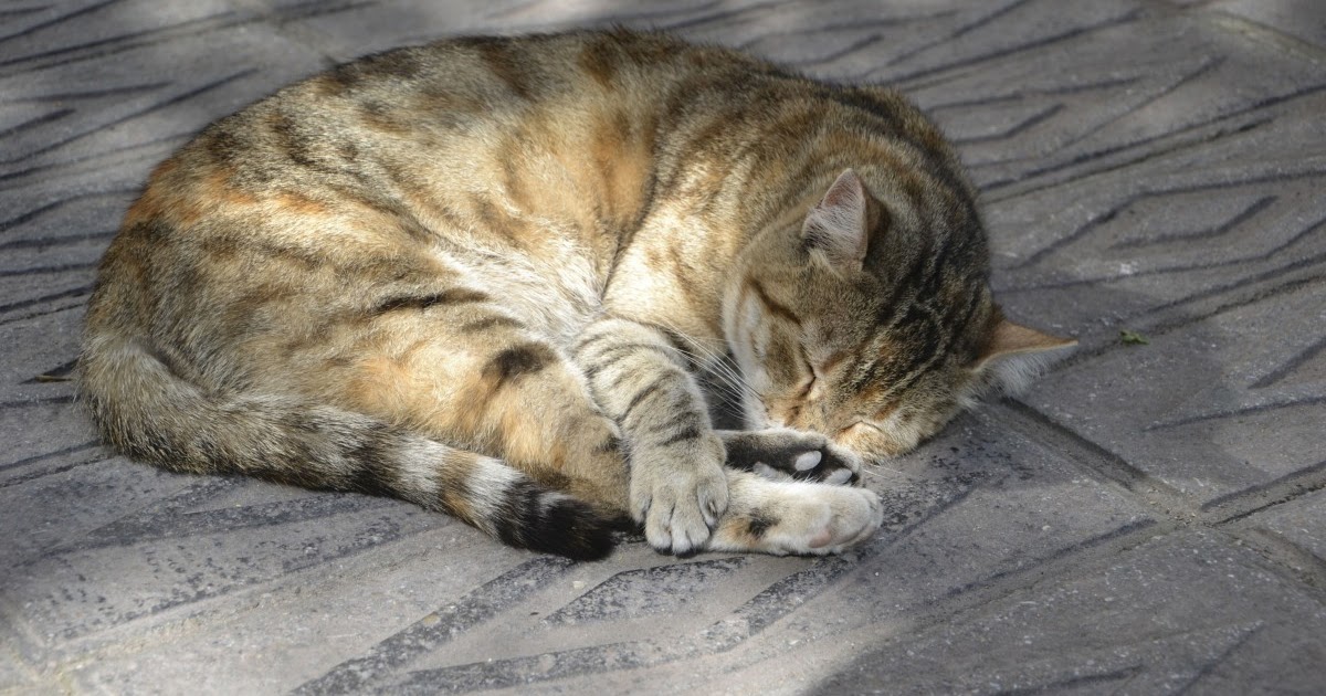 Важность диагностики и лечения некроза у кошек