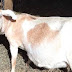 Man impregnates goat at Atebubu