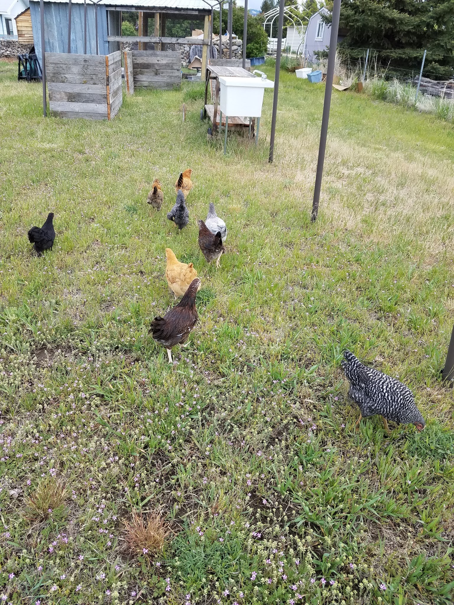 Make Your Own Grit for Backyard Chickens. Scratch Made Food! & DIY