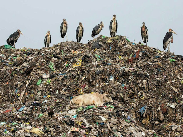 Garbage guardians. (Photo by Carla Rhodes)