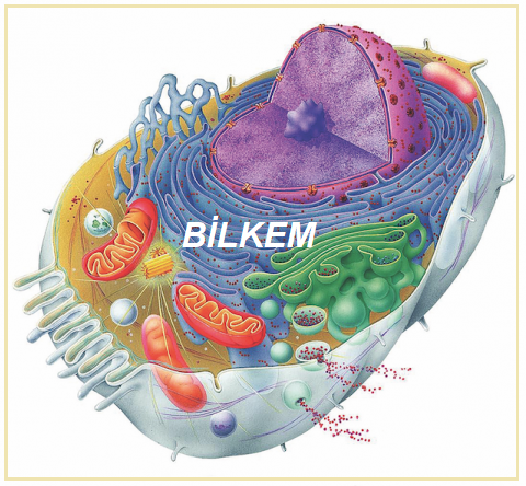 bilkem biyoloji konu anlatimlari pdf 9 sinif
