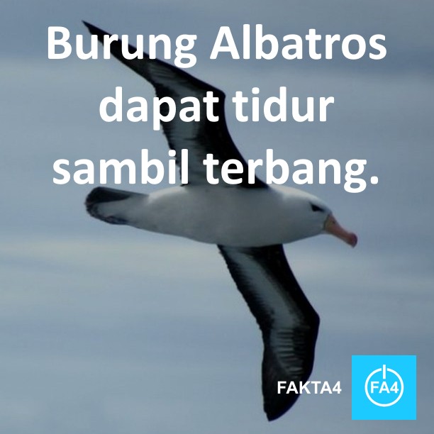 Tidur Sembari Terbang Fakta4