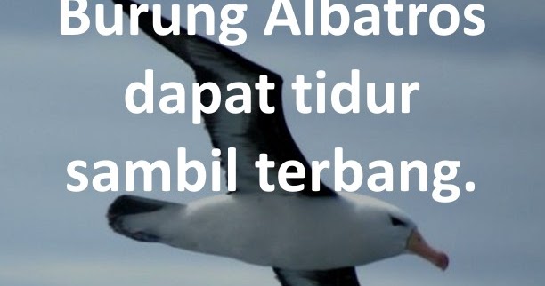 Tidur Sembari Terbang Fakta4