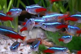budidaya ikan neon tetra budidaya ikan neon tetra