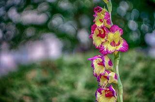 Gladiola Gladiola