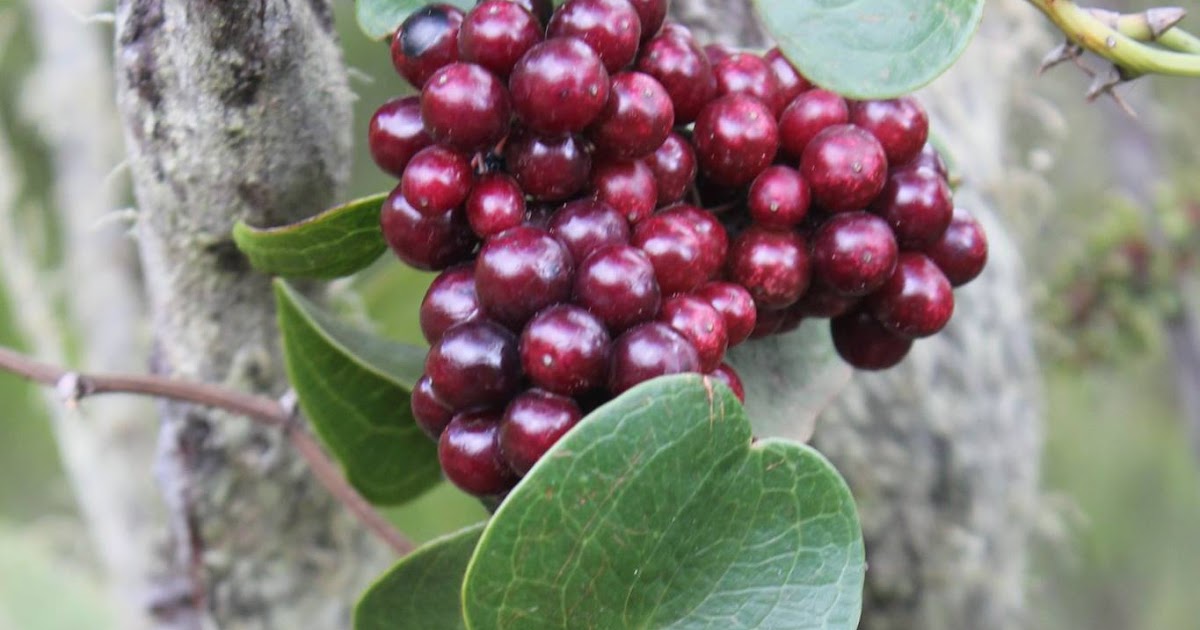 Smilax canariensis Willd. (Zarzaparrilla)