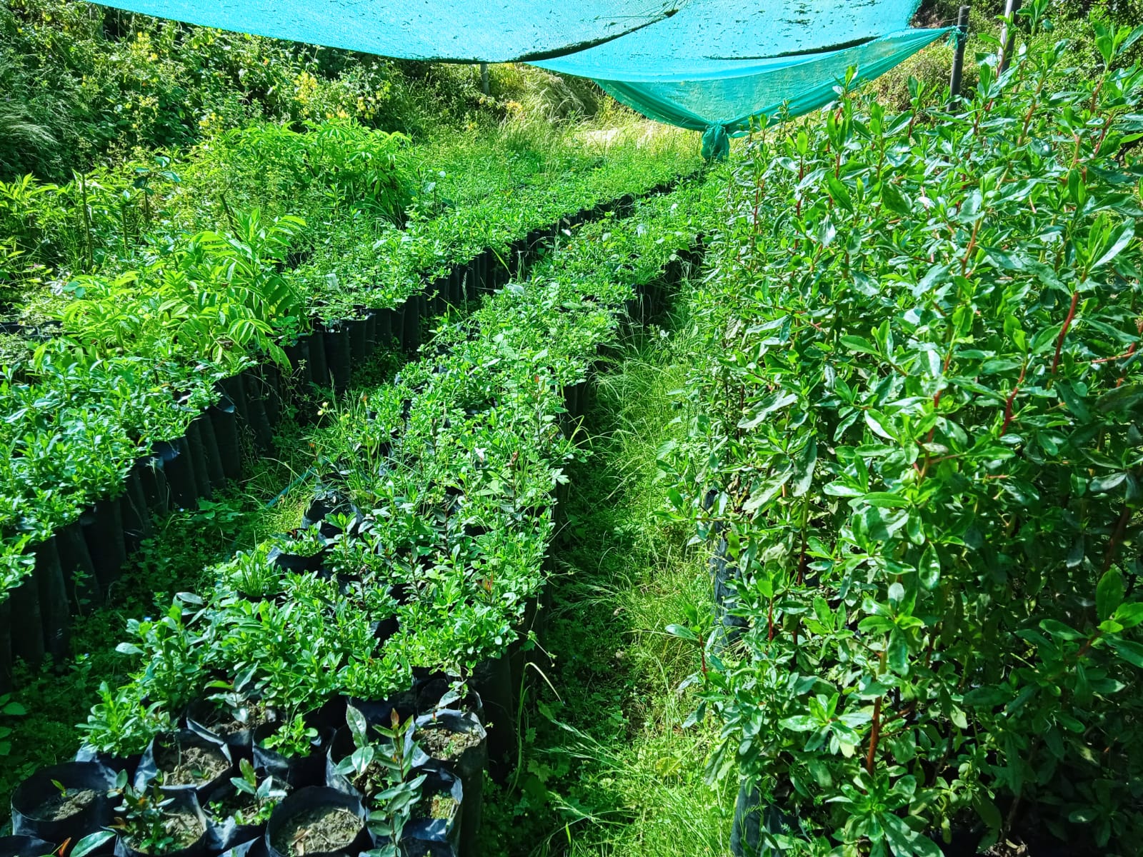 COMANDO ECOLOGICO PERU Global Big Day en el Bosque de Zarate