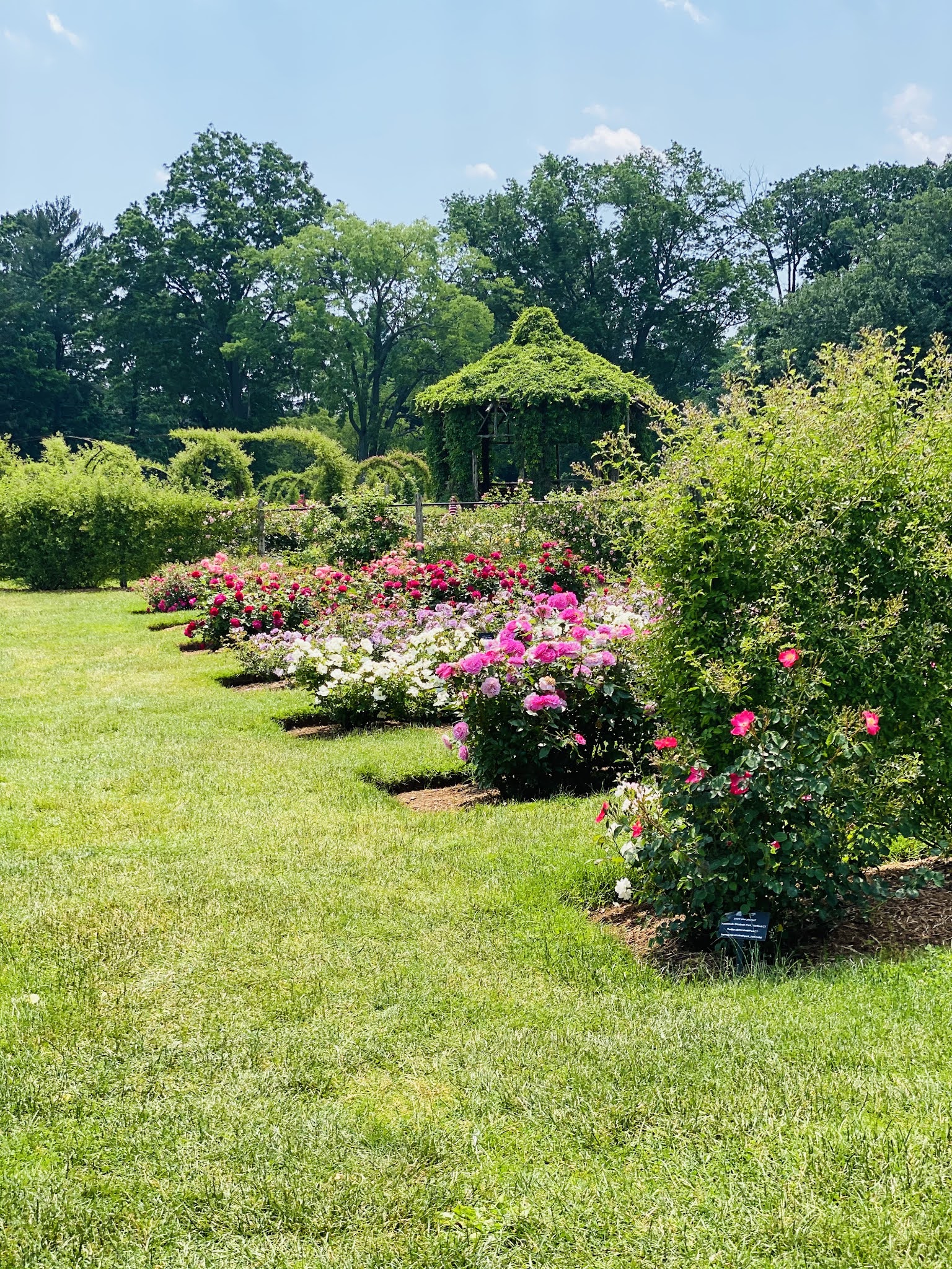 The Rose Garden 2021 Simply Tasheena