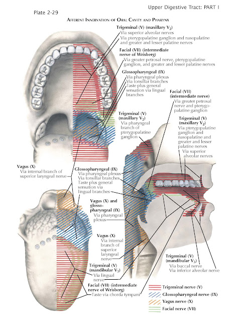 Nerve Supply of Mouth and Pharynx, trigeminal nerve, sphenopalatine ganglion, facial nerve, vagus nerve, hypoglossal nerve
