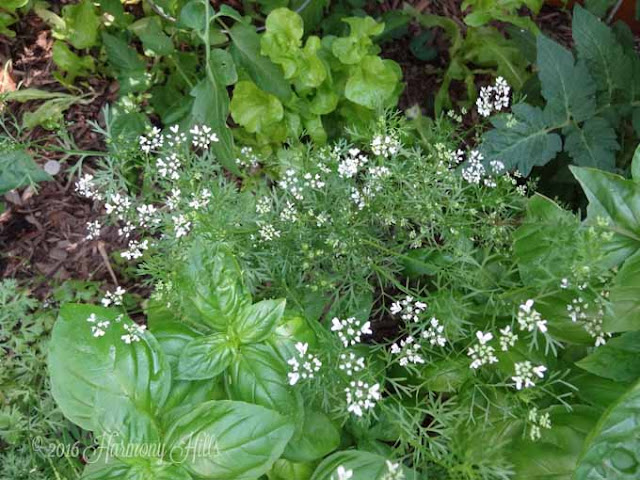 Prune Hydrangeas Now For Flowers Next Summer