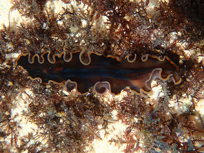 Pseudobiceros hancockanus Pseudobiceros hancockanus