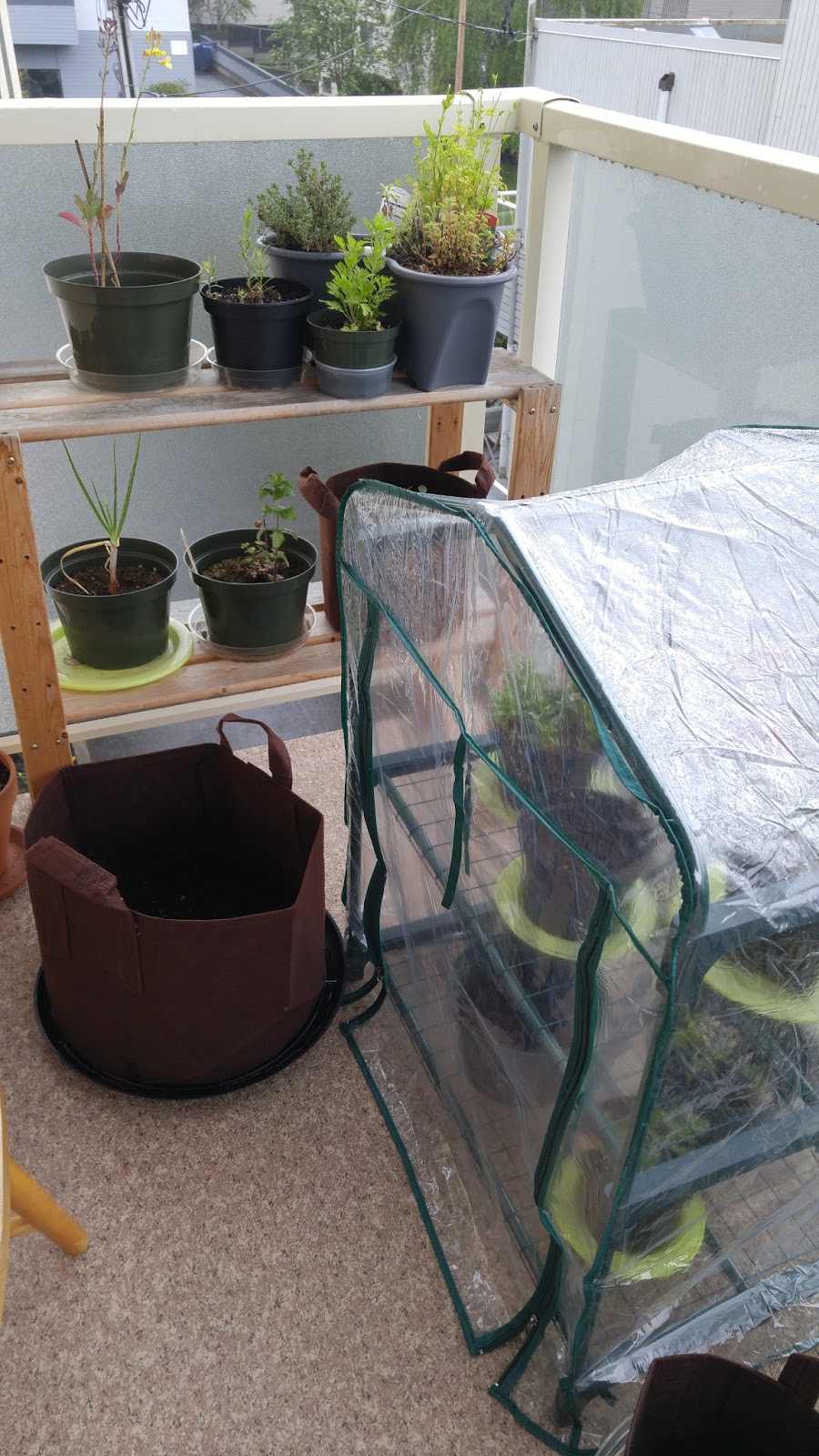 Seedlings, rain and a wrap...