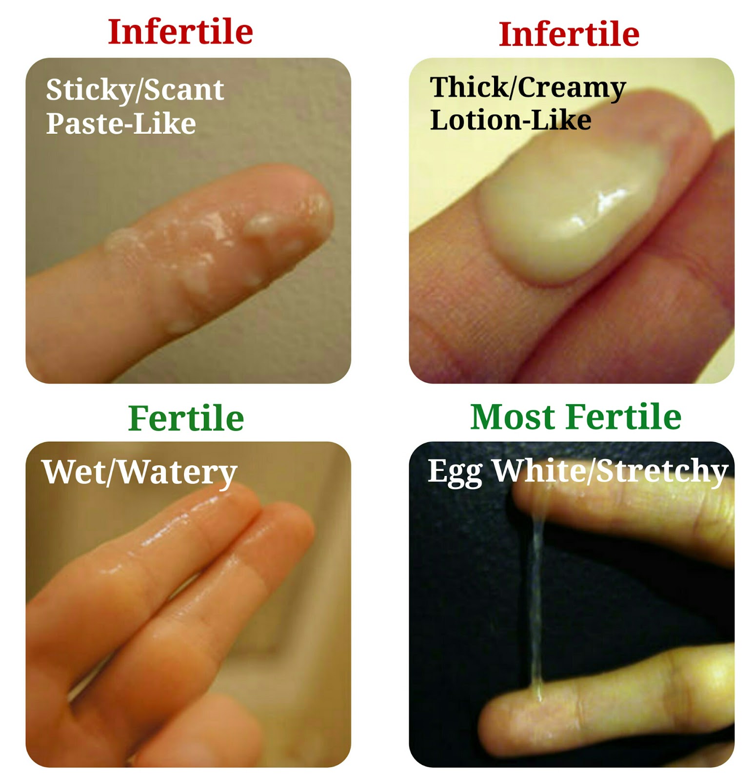 Oral Contraceptives Ovulation 55