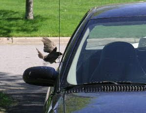 bird attacking reflection