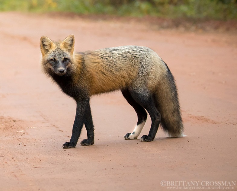 Nature Moncton Information Line Dec 31 2016