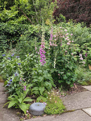 foxgloves by the curling stone