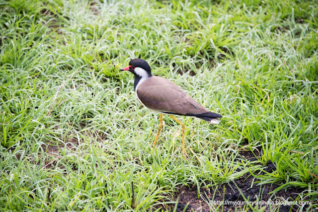Red wattled lapwing Bandipur Forest