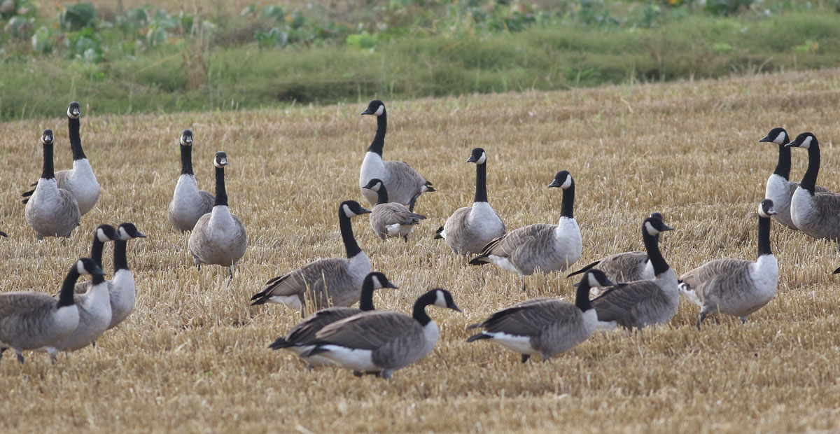 Cream Tea Birding Budleigh Goose Safari