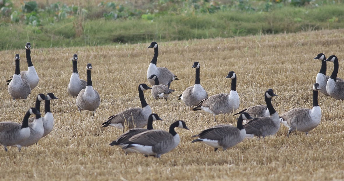 Goose-flock.jpg