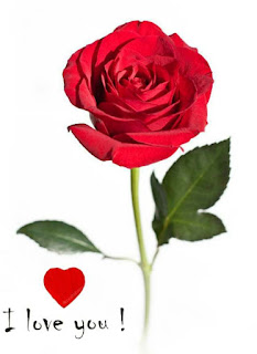 rose photo i love you download