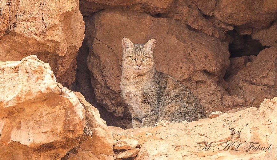 Arabian Wildcat