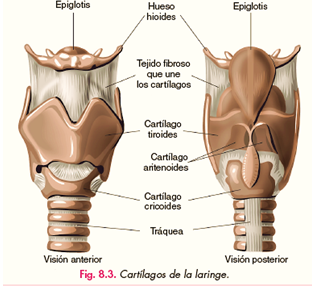 Faringe Taller la respiracion en los seres vivos
