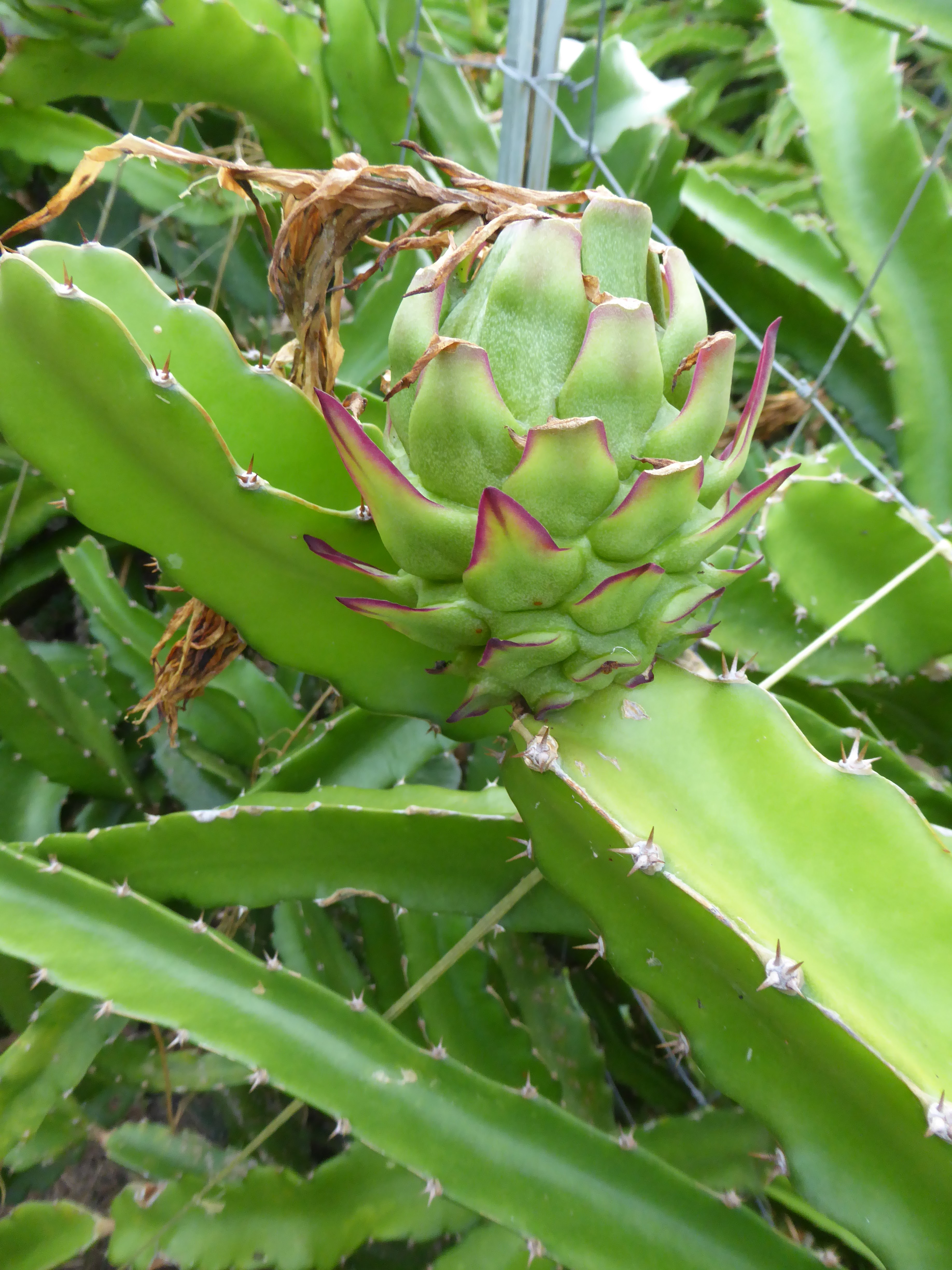 HERBIER Selenicereus undatus