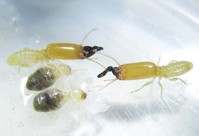Pericapritermes dolichocephalus termite workers and soldiers