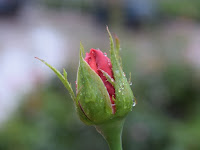 Gambar Bunga Mawar Paling Indah