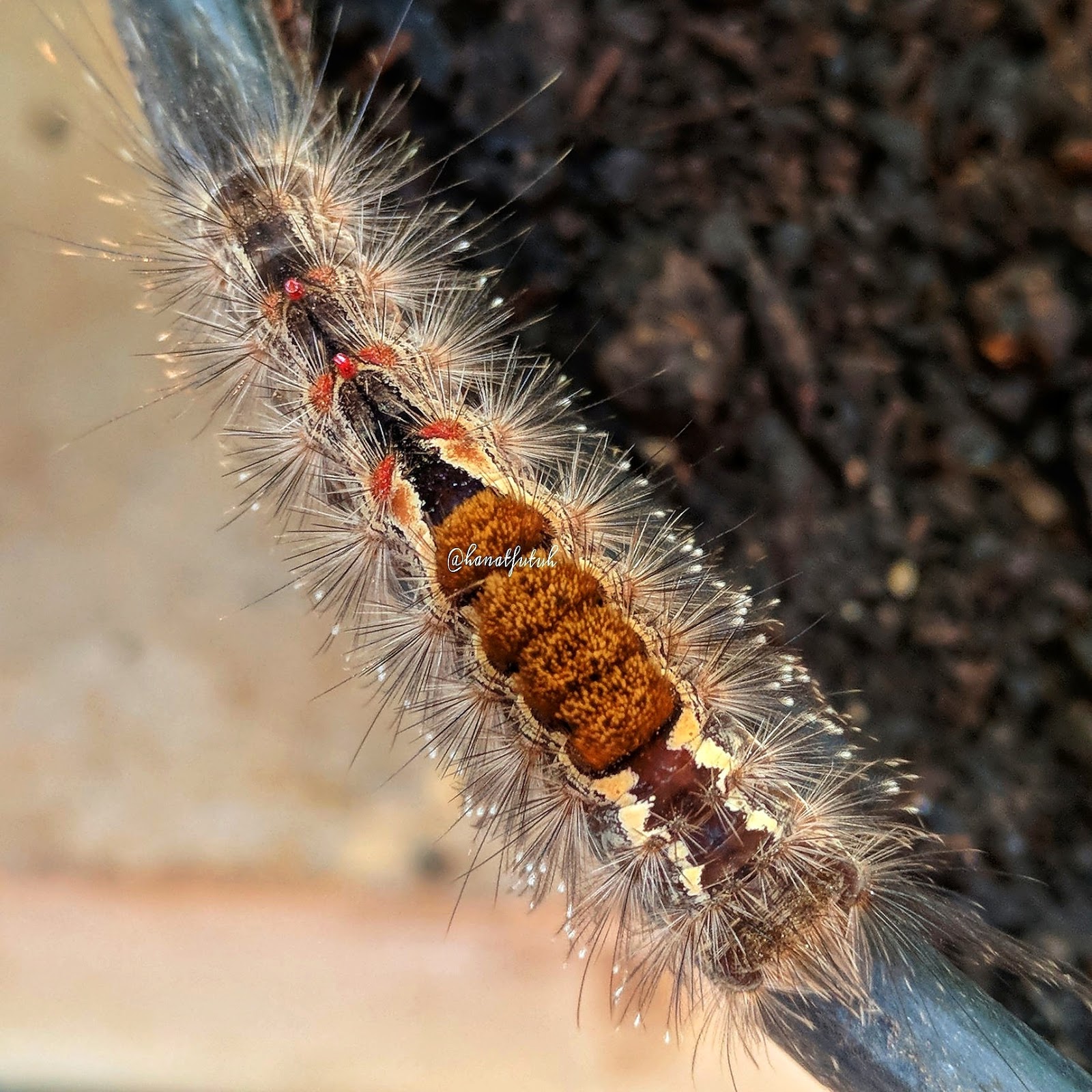 Tips Dan Trik Foto Macro Dengan Asus Zenfone 3 Ruang Hanat