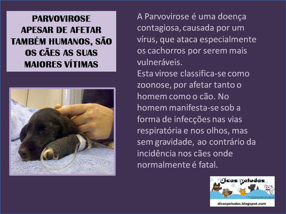 Patinhas.com: MEDICINA VETERINÁRIA: PARVOVIROSE CANINA!