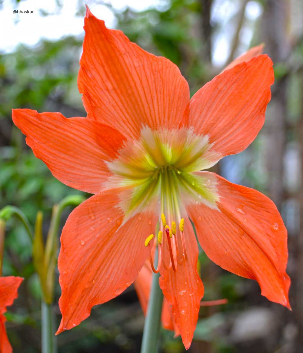 Fusion: Smiling Flower