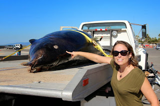 Rare saber-toothed whale washes ashore in Venice Beach