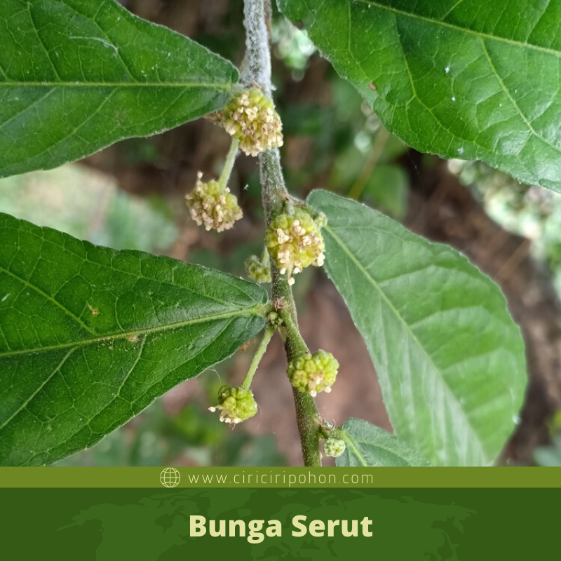 Ciri Ciri Pohon Serut Streblus Asper Di Alam Liar Ciriciripohon Com