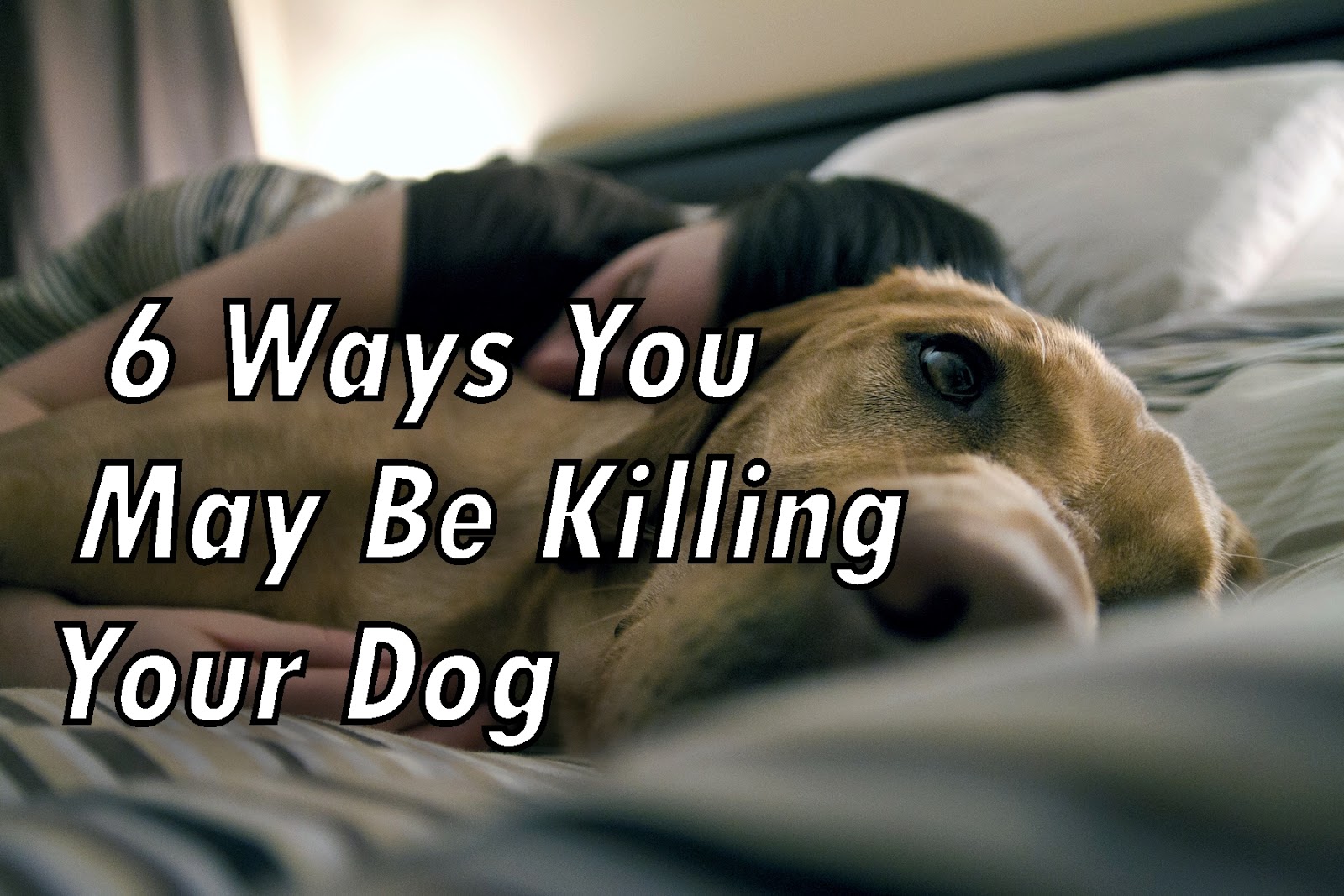 We Care for Dogs 6 Ways You May Be Killing Your Dog