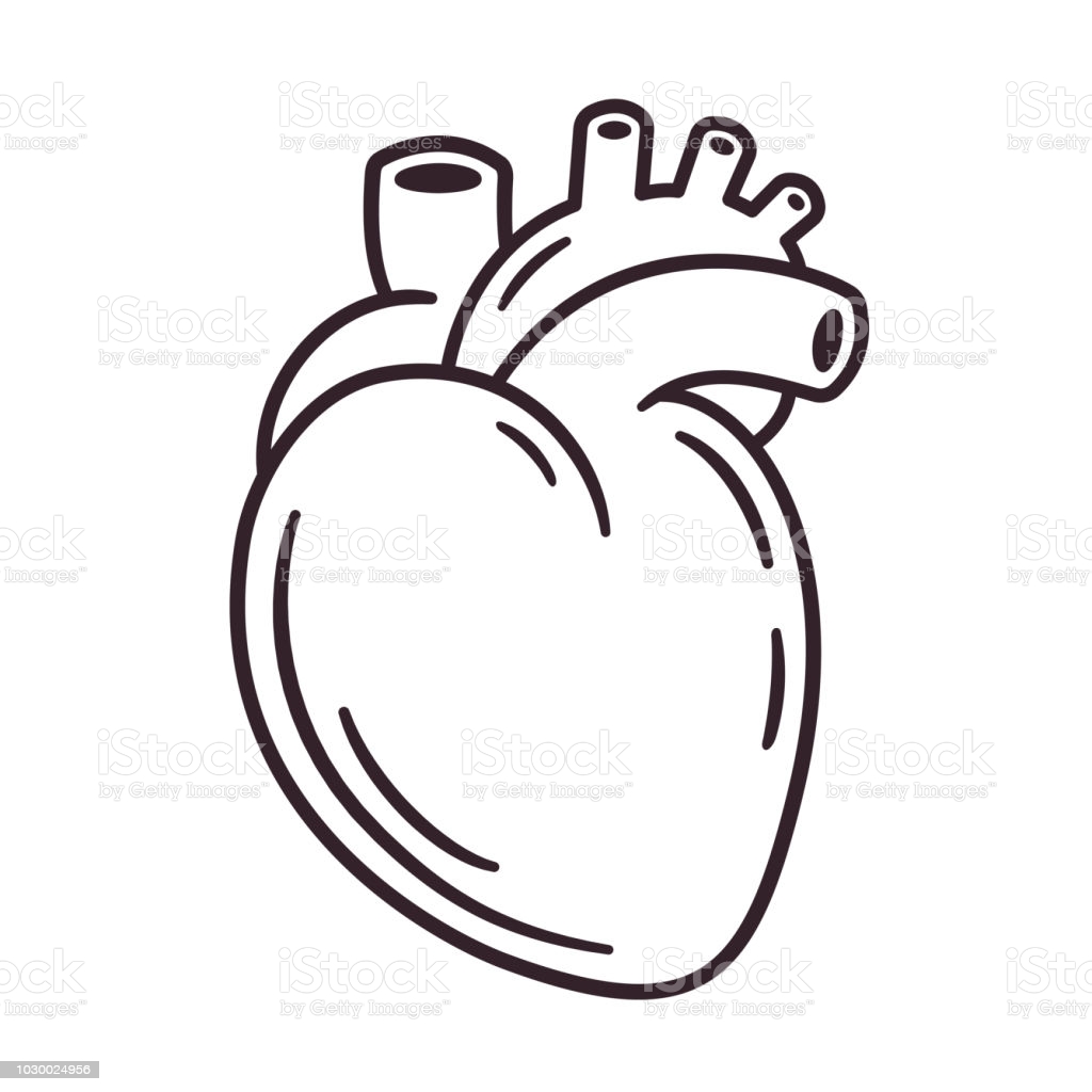 coração humano desenho