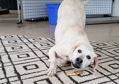 Yellow Labrador Retriever Dog Adoption