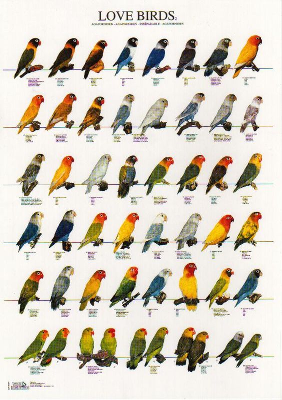 Lovebird Colours