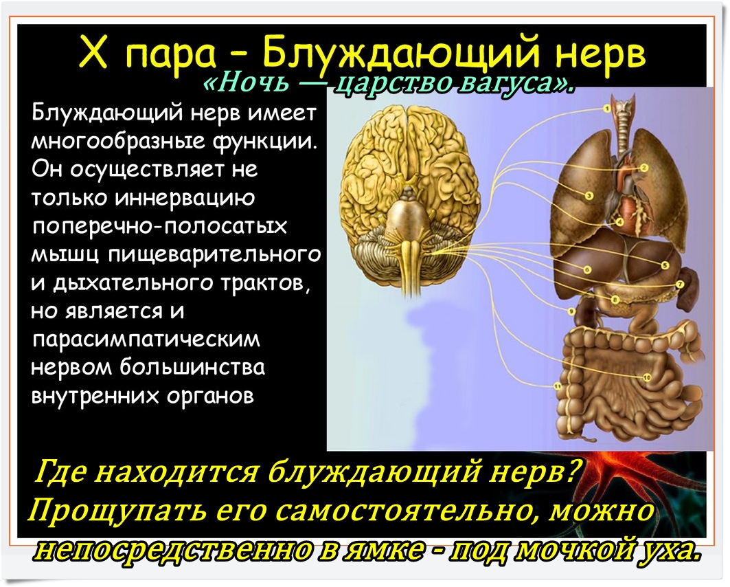 10 черепной нерв. 10 Пара черепных нервов анатомия. Что иннервирует 10 пара черепных нервов. 10 Пара блуждающий нерв. 10 Пара блуждающий нерв иннервирует.