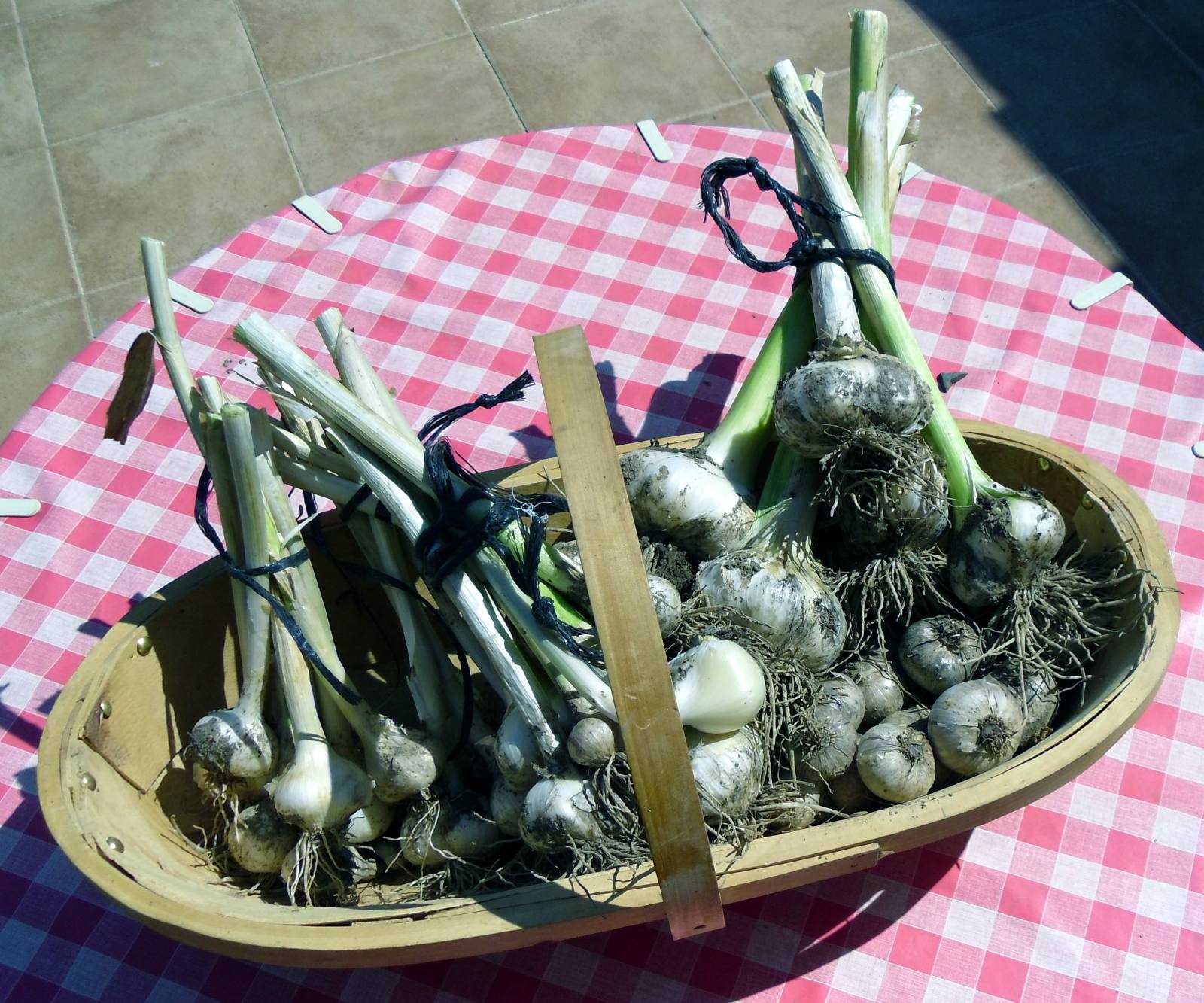 Will's Eats Ajo / Garlic