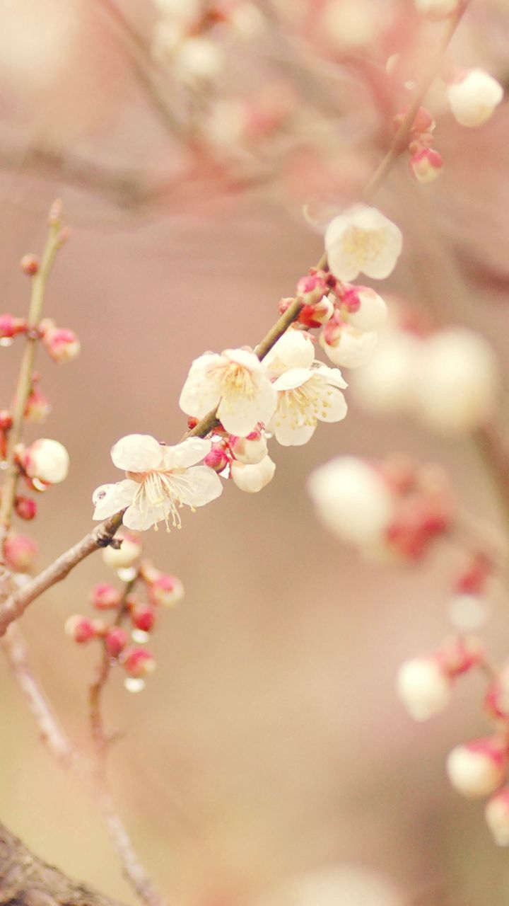 Chia sẻ nhiều hơn 105 hình nền mùa xuân full hd hay nhất - Tin học Đông Hòa