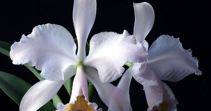 Orquídeas no Apê: Orquídea Cattleya labiata