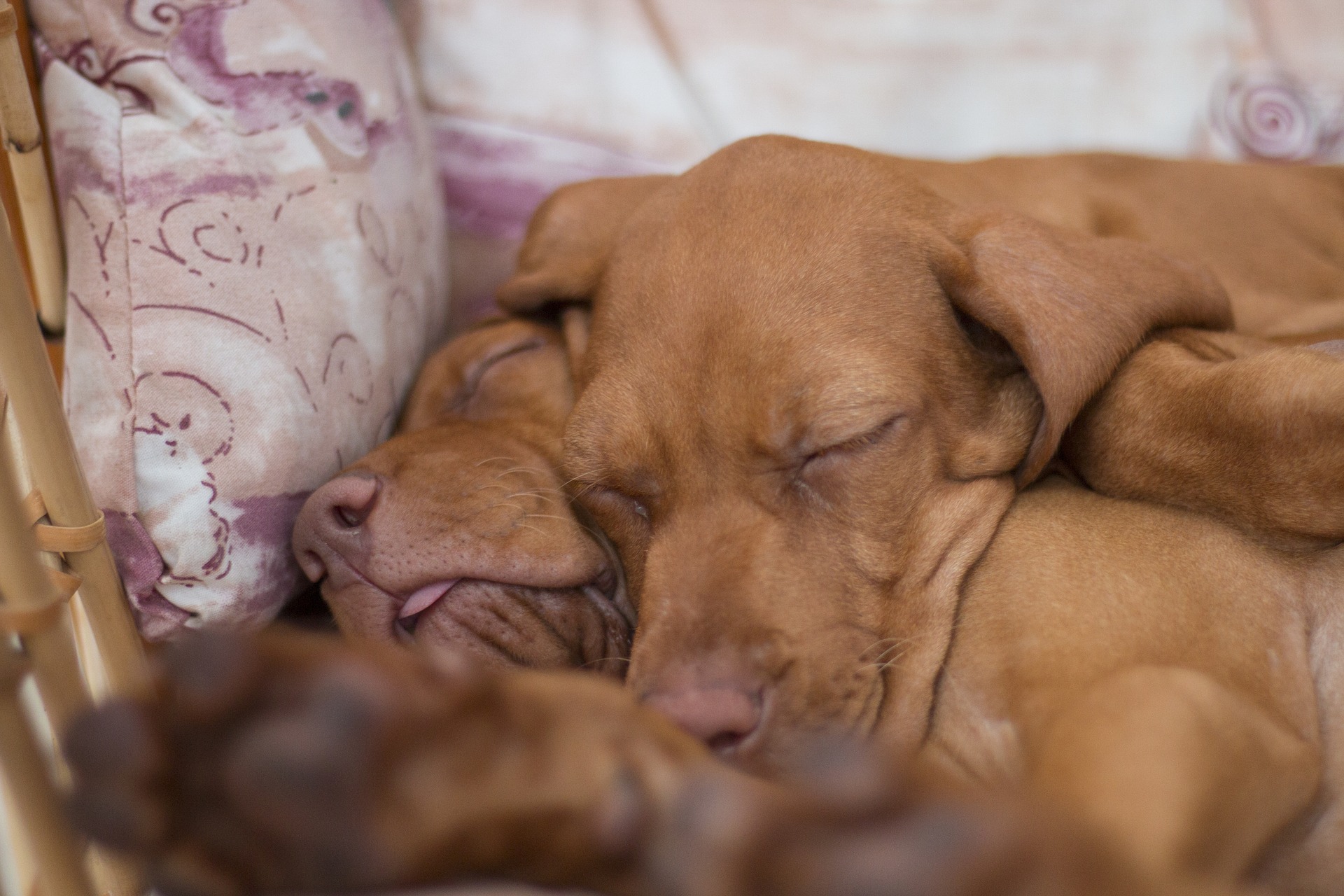 Нападают собаки во сне к чему снятся