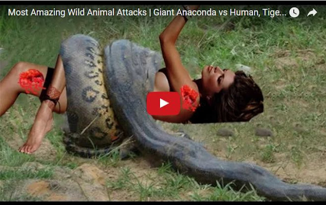 Most Amazing Wild Animal Attacks Giant Anaconda vs Human, Tiger, Lion, Dog,...